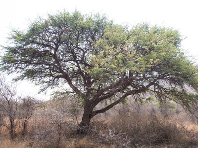 Vachellia erioloba, photographed by Andrew Hankey