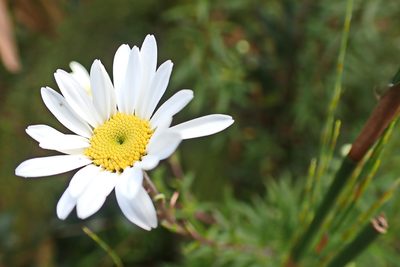 Osmitopsis osmitoides, photographed by Di Turner