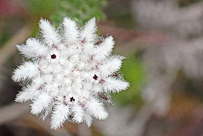 Phylica curvifolia, photographed by Di Turner