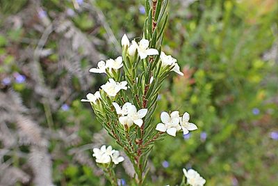 Lachnaea diosmoides, photographed by Di Turner
