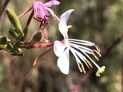 Oenothera gaura, photographed by tzeducation
