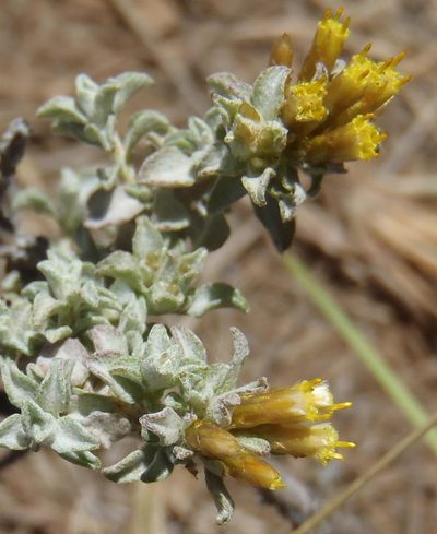 Helichrysum lucilioides, photographed by Nicola van Berkel
