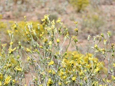 Senecio flaccidus, photographed by CK2AZ