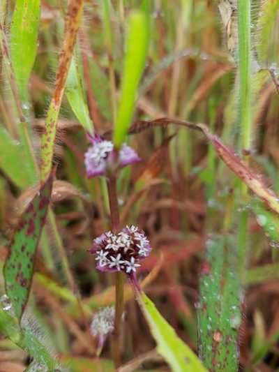 Caesulia axillaris, photographed by Ramesh Shenai Jr.