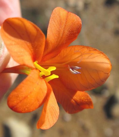 Tritonia watermeyeri, photographed by Di Turner