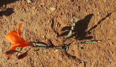Tritonia watermeyeri, photographed by Di Turner