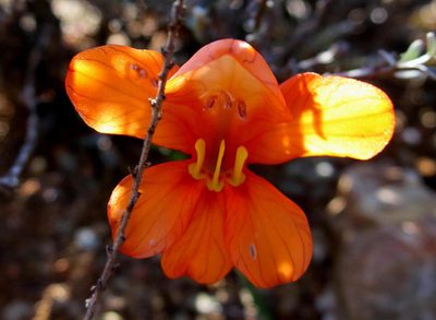Tritonia watermeyeri, photographed by Di Turner
