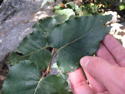 Betula cordifolia