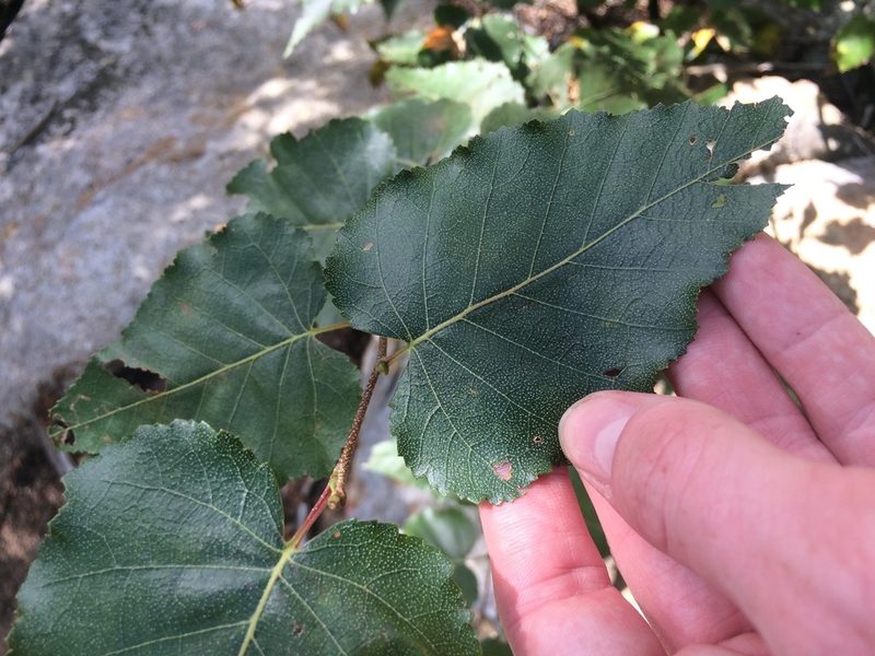 Betula cordifolia, photographed by Étienne Lacroix-Carignan