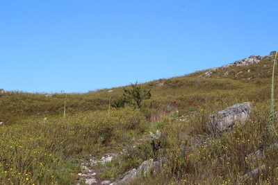 Cliffortia serpyllifolia, photographed by Tony Rebelo