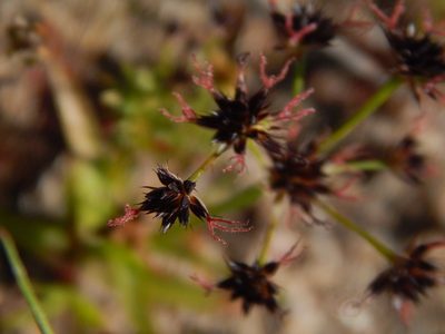 Juncus cephalotes, photographed by melda