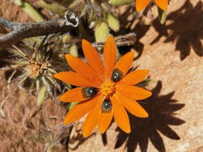 Gorteria diffusa, photographed by flamelily