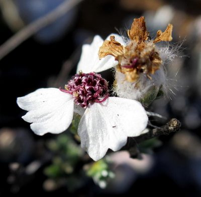Eriocephalus grandiflorus, photographed by Di Turner