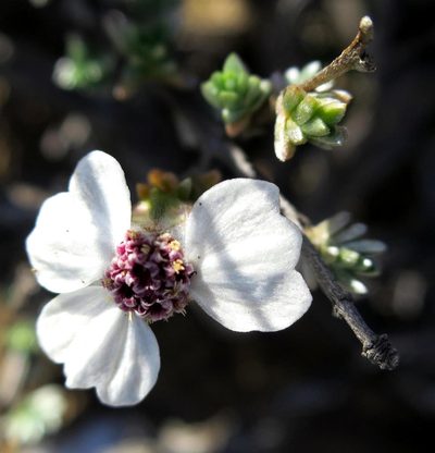 Eriocephalus grandiflorus, photographed by Di Turner
