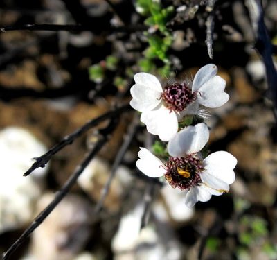 Eriocephalus grandiflorus, photographed by Di Turner