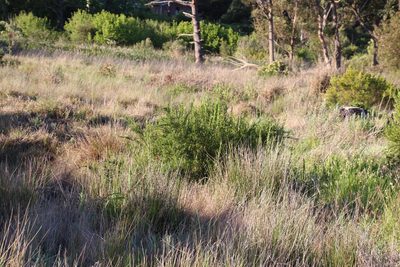 Cliffortia longifolia, photographed by Tony Rebelo