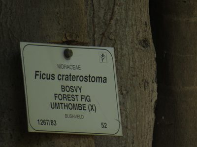 Ficus craterostoma, photographed by Jeremy Gilmore