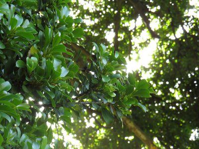Ficus craterostoma, photographed by Jeremy Gilmore