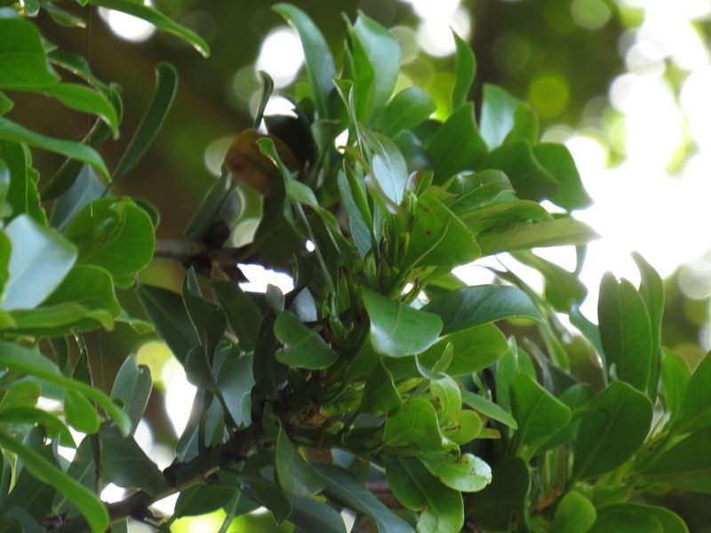 Ficus craterostoma, photographed by Jeremy Gilmore
