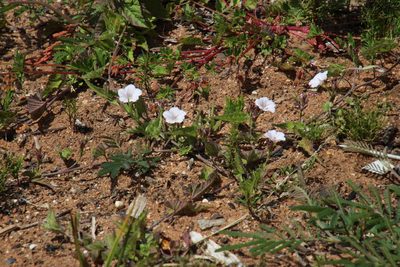 Convolvulus farinosus, photographed by Tony Rebelo