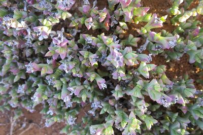 Ruschia approximata, photographed by Di Turner