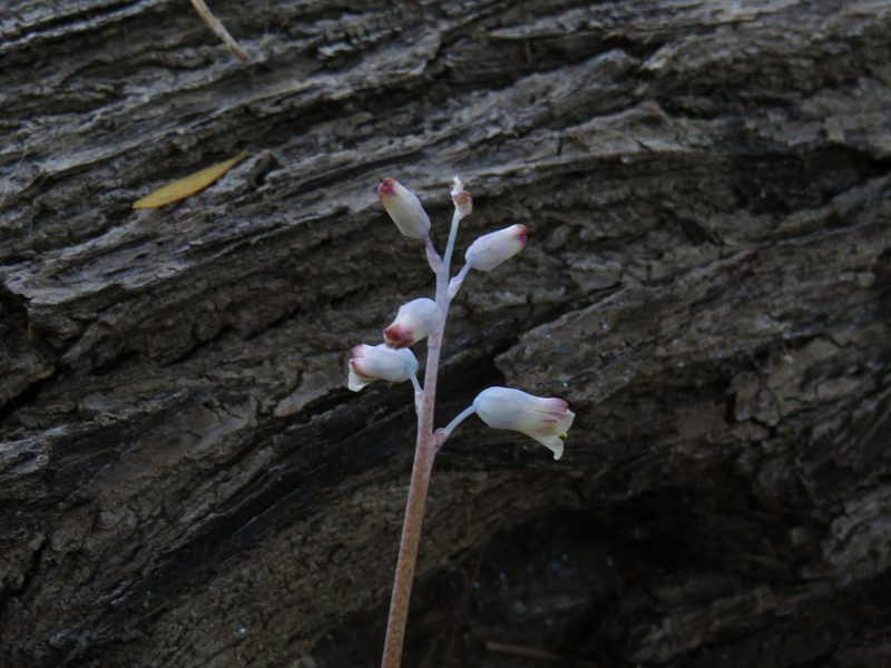 Lachenalia unifolia, photographed by Jeremy Gilmore