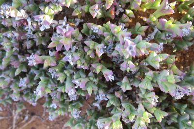 Ruschia approximata, photographed by Di Turner