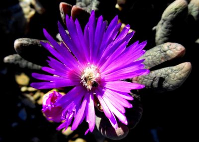 Antegibbaeum fissoides, photographed by Di Turner