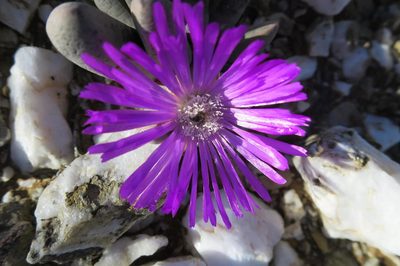 Antegibbaeum fissoides, photographed by Di Turner
