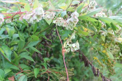 Fallopia scandens, photographed by Violet T.