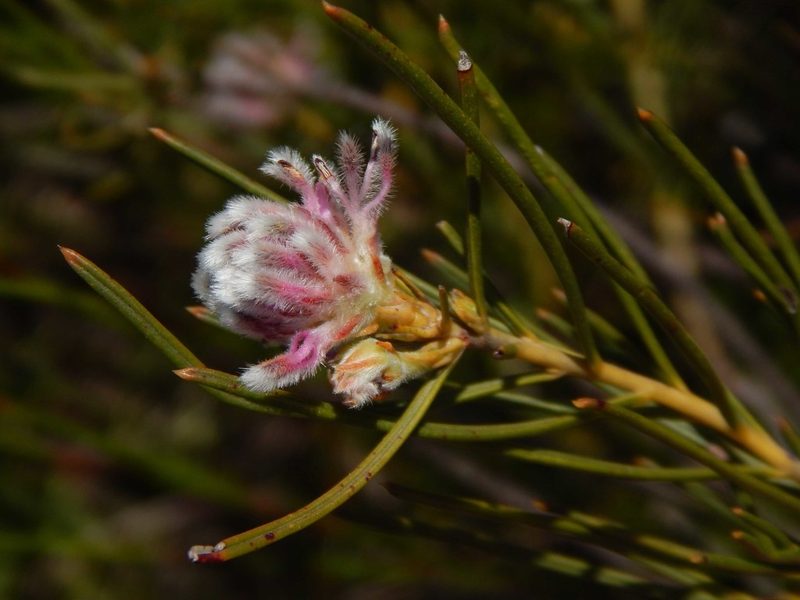 Serruria linearis, photographed by melda