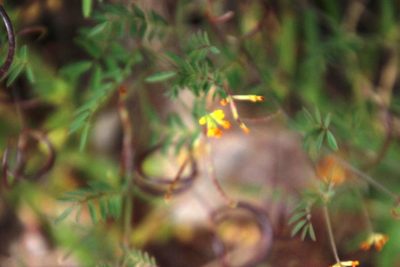 Ornithopus pinnatus, photographed by Tony Rebelo