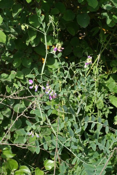 Lathyrus incurvus, photographed by Oleg Kosterin