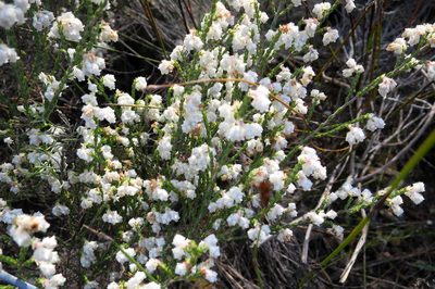 Erica fimbriata, photographed by Di Turner