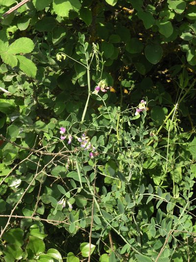 Lathyrus incurvus, photographed by Oleg Kosterin