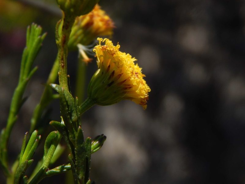 Chrysocoma esterhuyseniae, photographed by melda