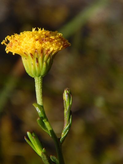 Chrysocoma esterhuyseniae, photographed by melda