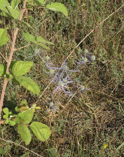 Eryngium caeruleum, photographed by Oleg Kosterin