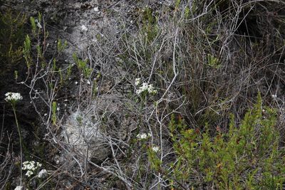 Pseudoselago gracilis, photographed by Tony Rebelo