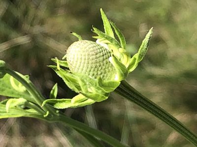 Ratibida pinnata, photographed by tzeducation
