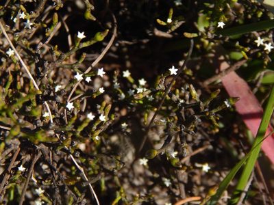 Thesium euphrasioides, photographed by melda