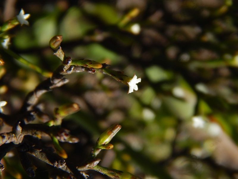 Thesium euphrasioides, photographed by melda