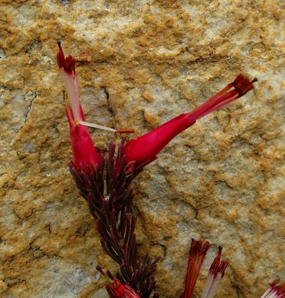 Erica adelopetala, photographed by Di Turner