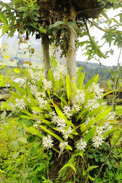 Prosthechea sima, photographed by Daniel Mesa