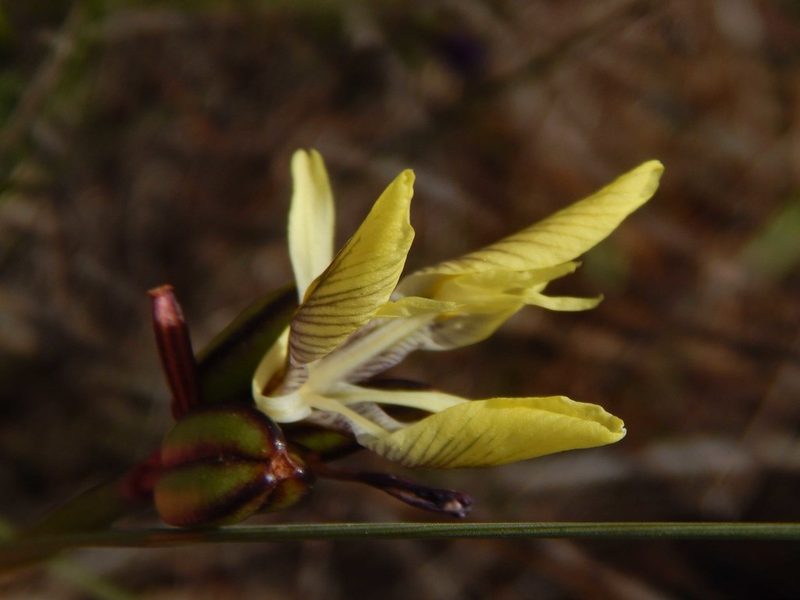 Moraea bellendenii, photographed by melda