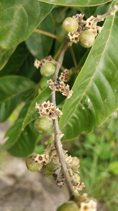 Vitex altissima, photographed by Harsha Jayaramaiah