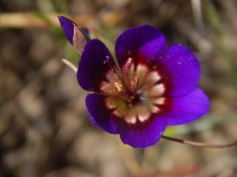 Geissorhiza monanthos, photographed by melda