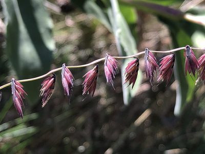 Bouteloua curtipendula, photographed by tzeducation