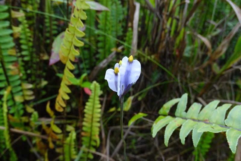 Burmannia stuebelii, photographed by Wilson Diaz Miranda