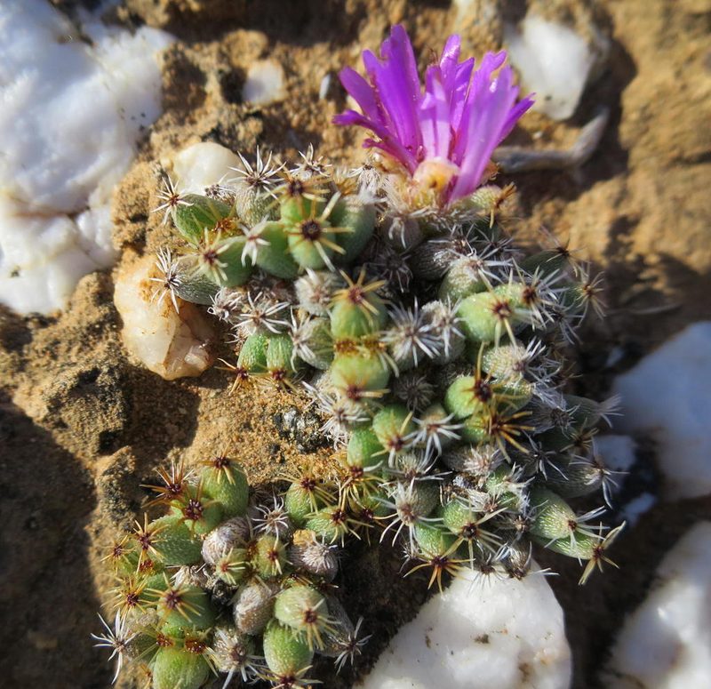 Trichodiadema marlothii, photographed by Di Turner